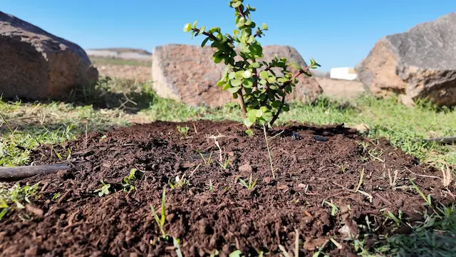 Producción de plantas autóctonas